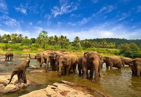 Taman Nasional Way Kambas - tempat wisata di lampung