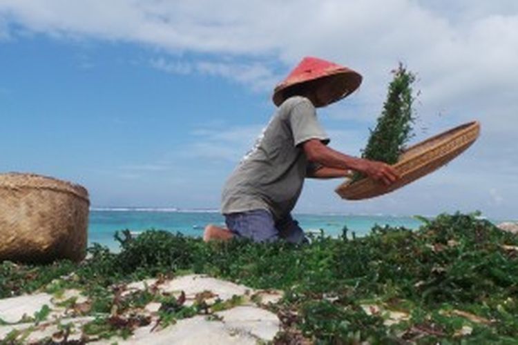 Belajar budidaya rumput laut via Kompas, Filosofi Patung Pandawa Lima Di Tebing Pantai , Sejarah Pantai Pandawa Bali, Lokasi Pantai, Pesona Pantai Pandawa yang Menghipnotis Siapa Saja, Aktivitas di Pantai Pandawa Kutuh Bali, Fasilitas di Pantai Pandawa, Harga Tiket Masuk Pantai Pandawa Bali, Yuk Cobain Pijat Tradisional di Pantai Pandawa, Transportasi , Daftar Hotel dekat Pantai Pandawa Bali, Akses Menuju Pantai Pandawa, Aktivitas Seru di Pantai Pandawa, Spot Lima Ksatria Pandawa, Tempat Makan di Pantai Pandawa, Spot Foto Instagramable