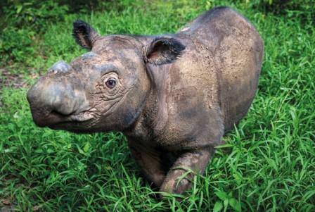 Badak di taman nasional way kambas, Lokasi Taman Nasional Way Kambas , Akses Menuju Lokasi Taman Nasional Way Kambas, Hal Menarik di Objek Wisata Taman Nasional Way Kambas , Flora dan Fauna di Taman Nasional Way Kambas, Penginapan di Taman Nasional Way Kambas