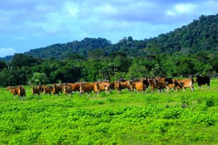 Savana Sadengan, Lokasi Taman Nasional Alas Purwo, Akses Menuju Taman Nasional Alas Purwo, Suasana Mistis Di Taman Nasional Alas Purwo, Objek Wisata di Taman Nasional Alas Purwo yang Menarik Disambangi, 2. Pantai Plengkung, 3. Pantai Trianggulasi, 4. Pantai Pancur, 5. Pantai Ngagelan, 6. Pantai Cungur, 7. Kawasan Hutan Mangrove Bedul, 8. Bangunan Pura Luhur Giri Salaka