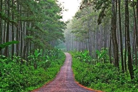 Hutan Pinus Karanggedang, 1. Wisata Hutan Payau (Mangrove), 2. Kampung Laut Cilacap, 3. Benteng Pendhem Cilacap, 4. Benteng Karang Bolong, 5. Gunung Srandil Cilacap, 6. Gunung Selok, 7. Pantai Jetis, 8. Pantai Teluk Penyu, 9. Pantai Permisan Cilacap, 10. Pantai Kalipat, 11. Pantai Kali Kencana, 12. Pantai Karang Pandan, 13. Pantai Widara Payung, 14. Waduk Kubang Kangkung, 15. Curug Cimandaway, 16. Hutan Pinus Karanggedang, 17. Desa Matenggeng, 18. Masjid Batu Taman Hati, 19. Alun-Alun Majenang, 20. Pura Mandara Giri Gunung Selok, 21. Air Terjun Citepus, 22. Banyu Pratama, 23. Waterpark Tirta Mas, 24. Alun-Alun Kroya, 25. Museum Susilo Soedarman, 26. Pantai Srandil, 27. Bumi Perkemahan Jambusari, 28. Pemandian Air Panas Cipari, 29. Pantai Ketapang Indah, 31. Pantai Sodong, 32. Pantai Cemara Sewu, 33. Curug Mandala, 34. Pantai Pasir Putih, 35. Pantai Singkil Karang Pakis, 36. Pantai Ranca Babakan