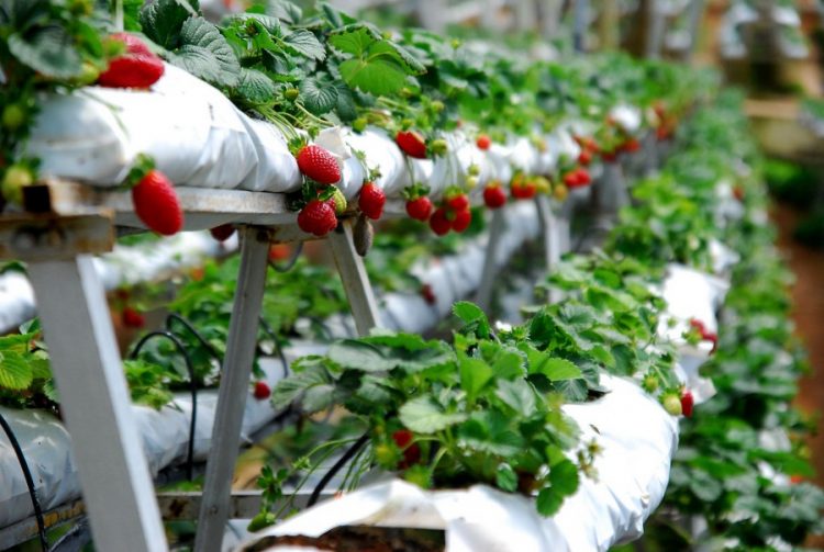Kebun Strawberry Sarangan