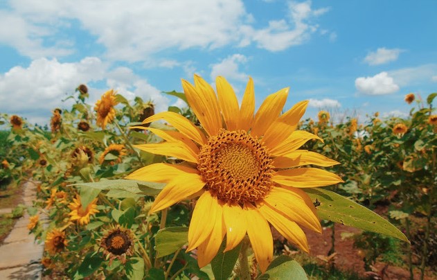 Magetan Green Garden