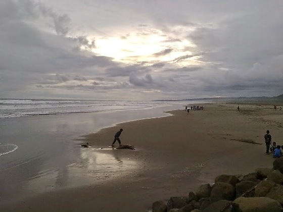 Objek Wisata Pantai Cipatujah, Lokasi Wisata Pantai Cipatujah Tasikmalaya, Daya tarik wisata Pantai Cipatujah Tasikmalaya, Harga Tiket Masuk dan Jam Buka, Atraksi Balap Kerbau, Fasilitas Pantai Cipatujah, Penginapan di Pantai Cipatujah Jabar, Tips Liburan