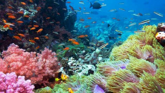 Dunia Bawah Laut Gili Trawangan, Informasi Umum, Lokasi Gili Trawangan, Spot Menarik di Objek Wisata Gili Trawangan Lombok, Alasan Kenapa Liburan ke Gili Tarawangan