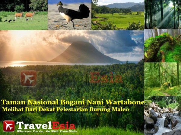 Taman Nasional Bogani Nani Wartabone Gorontalo, 1. TIARA Water Park, 2. Pantai Ratu, 3. Benteng Ulanta, 4. Pantai TAMENDAO, 5. Desa Wisata Religi Buboho Bongo, 6. Pulo Cinta Gorontalo, 7. Air Terjun Hiyaliyo Da’a, 8. Air Terjun Permai Taludaa, 9. Pantai Kurenai, 10. Pantai Dunu, 11. Wisata Laut Olele, 12. Pulau Saronde, 13. Pantai Mananggu, 14. Air Terjun Tenilo, 15. Pantai Tenilo, 16. Pantai Bolihutuo, 17. Desa Suku Bajo (Desa Torosiaje), 18. Benteng Otanaha, 19. Wisata Bahari Hiu Paus, 20. Monumen Nani Wartabone, 21. Pantai Pasir Putih Leato, 22. Menara Keagungan Limboto, 23. Pemandian Air Panas Lombongo, 24. Pantai Tangga 2000, 25. Air Terjun Ayuhulalo, 26. Pantai Indah Boalemo, 27. Pusat Karawo, 28. Pantai Botutonuo, 29. Pacuan Karapan Sapi, 30. Teluk Tomini, 31. Kolam Renang Potanga, 32. Pulau Bitila, 33. Wisata Pentadio Resort, 34. Rumah Adat Gorontalo, 35. Wisata Bukit Layang Gorontalo, 36. Masjid Walima Emas Gorontalo, 37. Danau Perintis, 38. Pulau Diyonumo, 39. Danau Limboto, 40. Taman Nasional Bogani Nani Wartabone Gorontalo