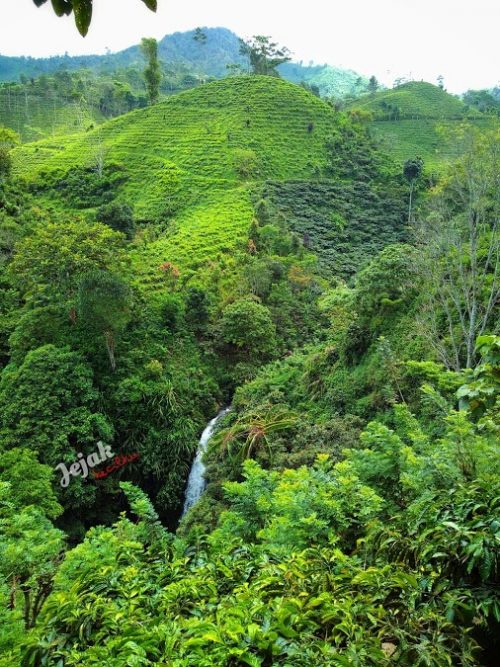 Air Terjun Buto Ijo, 1. Padang Rumput Savana, 2. Probolinggo Punya Miniatur Pulau Madura, Gili Ketapang, 3. Objek Wisata Gunung Bromo, 4. Menikmati Keindahan Puncak B29 Bromo, 5. Wisata Alam Air Terjun Madakaripura, 6. Wisata Air Terjun Umbulan, 7. Liburan Seru ke Gunung Argopuro, 8. Danau Taman Hidup, 9. Air Terjun Watu Lawang, 10. Air Terjun Triban, 11. Air Terjun Kedung Amis, 12. Air Terjun Sumber Pakis II, 13. Berlama-lama di Pantai Bentar, 14. Bukit Bentar Probolinggo, 15. Menikmati Kesejukan Kebun Teh Andung Biru, 16. Relaksasi di Pemandian Air Panas Desa Tiris, 17. Coba Tantangan Arung Jeram Sungai Pekalen, 18. Air Terjun Darungan, 19. Air Terjun Kali Pedati, 20. Danau Ronggojalu, 21. Danau Agung, 22. Ranu Segaran, 23. Menilik Sejarah di Candi Jabung, 24. Candi Kedaton, 25. Taman Wisata Studi Lingkungan (TWSL), 26. Agrowisata Sumberbendo, 27. Liburan Bersejarah di Museum Probolinggo, 28. Nongkrong di Alun-Alun Probolinggo, 29. Mandi-mandi di Kolam Renang TRA, 30. Wisata Mangrove BJBR Probolinggo, 31. Madakaripura Forest Park, 32. Mahoni Grand Park, 33. Masjid Tiban Babussalam, 34. Museum Dr. Mohammad Saleh, 35. Pelabuhan Tanjung Tembaga, 36. Wisata Ranu Merah, 37. B-30 Gunung Bromo, 38. Bromo Terrace, 39. Jiwa Jawa Resort Bromo, 40. Pagupon Bromo Budget Lodge, 41. Air Terjun Jaran Goyang, 42. Bermi Mini Land, 43. Pantai Duta, 44. Pantai Tambak Sari, 45. Gunung Batok, 46. Cikasur, 47. Hutan Damar, 48. Bromo Camp House, 49. Air Terjun Buto Ijo, 50. Air Terjun Dalem, 51. Jembatan Biru Ranon, 52. Wisata Agropolitan, 53. Sumber Naga