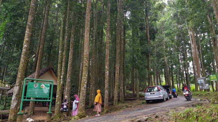 Hutan Damar, 1. Padang Rumput Savana, 2. Probolinggo Punya Miniatur Pulau Madura, Gili Ketapang, 3. Objek Wisata Gunung Bromo, 4. Menikmati Keindahan Puncak B29 Bromo, 5. Wisata Alam Air Terjun Madakaripura, 6. Wisata Air Terjun Umbulan, 7. Liburan Seru ke Gunung Argopuro, 8. Danau Taman Hidup, 9. Air Terjun Watu Lawang, 10. Air Terjun Triban, 11. Air Terjun Kedung Amis, 12. Air Terjun Sumber Pakis II, 13. Berlama-lama di Pantai Bentar, 14. Bukit Bentar Probolinggo, 15. Menikmati Kesejukan Kebun Teh Andung Biru, 16. Relaksasi di Pemandian Air Panas Desa Tiris, 17. Coba Tantangan Arung Jeram Sungai Pekalen, 18. Air Terjun Darungan, 19. Air Terjun Kali Pedati, 20. Danau Ronggojalu, 21. Danau Agung, 22. Ranu Segaran, 23. Menilik Sejarah di Candi Jabung, 24. Candi Kedaton, 25. Taman Wisata Studi Lingkungan (TWSL), 26. Agrowisata Sumberbendo, 27. Liburan Bersejarah di Museum Probolinggo, 28. Nongkrong di Alun-Alun Probolinggo, 29. Mandi-mandi di Kolam Renang TRA, 30. Wisata Mangrove BJBR Probolinggo, 31. Madakaripura Forest Park, 32. Mahoni Grand Park, 33. Masjid Tiban Babussalam, 34. Museum Dr. Mohammad Saleh, 35. Pelabuhan Tanjung Tembaga, 36. Wisata Ranu Merah, 37. B-30 Gunung Bromo, 38. Bromo Terrace, 39. Jiwa Jawa Resort Bromo, 40. Pagupon Bromo Budget Lodge, 41. Air Terjun Jaran Goyang, 42. Bermi Mini Land, 43. Pantai Duta, 44. Pantai Tambak Sari, 45. Gunung Batok, 46. Cikasur, 47. Hutan Damar, 48. Bromo Camp House, 49. Air Terjun Buto Ijo, 50. Air Terjun Dalem, 51. Jembatan Biru Ranon, 52. Wisata Agropolitan, 53. Sumber Naga