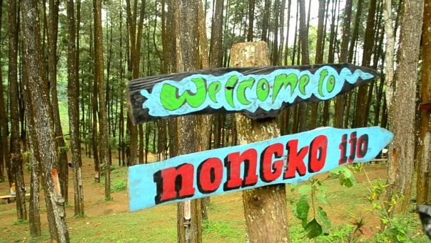 Hutan Pinus Nongko Ijo Nan Asri