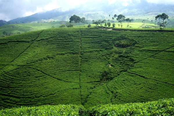 Menikmati Kesejukan Kebun Teh Andung Biru via Indonesia Tourism, 1. Padang Rumput Savana, 2. Probolinggo Punya Miniatur Pulau Madura, Gili Ketapang, 3. Objek Wisata Gunung Bromo, 4. Menikmati Keindahan Puncak B29 Bromo, 5. Wisata Alam Air Terjun Madakaripura, 6. Wisata Air Terjun Umbulan, 7. Liburan Seru ke Gunung Argopuro, 8. Danau Taman Hidup, 9. Air Terjun Watu Lawang, 10. Air Terjun Triban, 11. Air Terjun Kedung Amis, 12. Air Terjun Sumber Pakis II, 13. Berlama-lama di Pantai Bentar, 14. Bukit Bentar Probolinggo, 15. Menikmati Kesejukan Kebun Teh Andung Biru, 16. Relaksasi di Pemandian Air Panas Desa Tiris, 17. Coba Tantangan Arung Jeram Sungai Pekalen, 18. Air Terjun Darungan, 19. Air Terjun Kali Pedati, 20. Danau Ronggojalu, 21. Danau Agung, 22. Ranu Segaran, 23. Menilik Sejarah di Candi Jabung, 24. Candi Kedaton, 25. Taman Wisata Studi Lingkungan (TWSL), 26. Agrowisata Sumberbendo, 27. Liburan Bersejarah di Museum Probolinggo, 28. Nongkrong di Alun-Alun Probolinggo, 29. Mandi-mandi di Kolam Renang TRA, 30. Wisata Mangrove BJBR Probolinggo, 31. Madakaripura Forest Park, 32. Mahoni Grand Park, 33. Masjid Tiban Babussalam, 34. Museum Dr. Mohammad Saleh, 35. Pelabuhan Tanjung Tembaga, 36. Wisata Ranu Merah, 37. B-30 Gunung Bromo, 38. Bromo Terrace, 39. Jiwa Jawa Resort Bromo, 40. Pagupon Bromo Budget Lodge, 41. Air Terjun Jaran Goyang, 42. Bermi Mini Land, 43. Pantai Duta, 44. Pantai Tambak Sari, 45. Gunung Batok, 46. Cikasur, 47. Hutan Damar, 48. Bromo Camp House, 49. Air Terjun Buto Ijo, 50. Air Terjun Dalem, 51. Jembatan Biru Ranon, 52. Wisata Agropolitan, 53. Sumber Naga