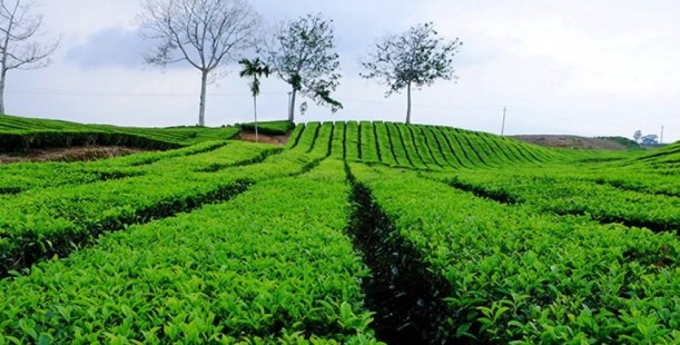 Kebun Teh Sidamanik via Dimedan, 1. Taman Hewan Pematang Siantar, 2. Patung Dewi Kwan Im – Vihara Avalokitesvara, 3. Siantar Waterpark, 4. AIR TERJUN TURUNAN BUHIT (JABEL), 5. Air Terjun Tonduhan, 6. Air Terjun Mamabu, 7. Kebun Teh Sidamanik, 8. Pemandian Alam Aek Manik, 9. Air Terjun Bah Biak, 10. Taman BEO, 11. Pemandian Alam Swimbath, 12. Air Terjun Sampuran Widuri, 13. Museum Zoologi, 14. Museum Simalungun, 15. Pemandian Alam Sejuk (PAS), 17. Martoba Water Park, 18. Tugu Becak Pematang Siantar, 19. Air Terjun Sijambe, 20. Air Terjun Sipitu Tikka, 21. Pemandian Karang Anyar , 22. Bukit Indah Simarjarunjung, 23. Pemandian Pulau Batu, 24. Lapangan Merdeka Siantar – Taman Bunga, 25. PONDOK TEPI SAWAH