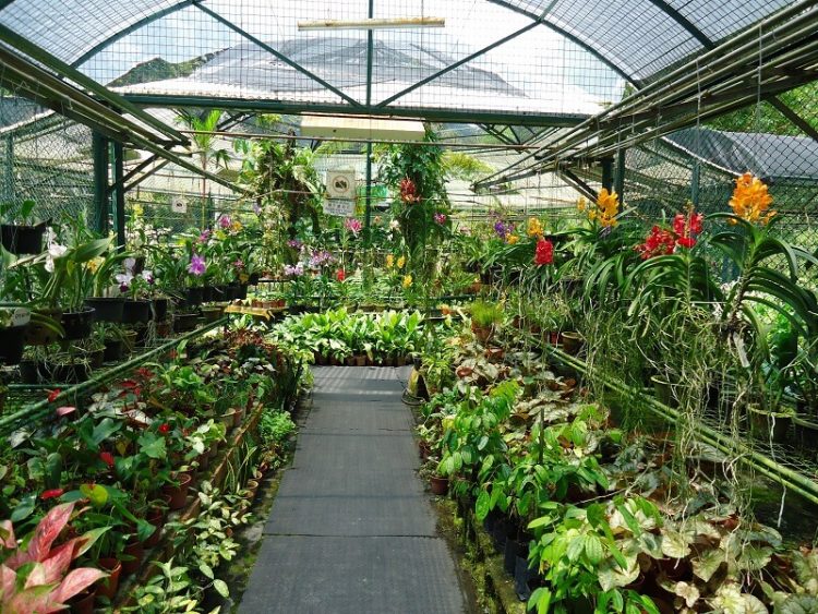 Botanical Garden Penang