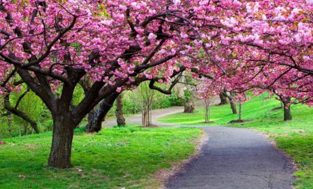 Keindahan Taman Sakura di Kebun Raya Cibodas, 1. Goa Agung Garunggang, 2. Taman Sakura, 3. Curug Cigamea, 4. Curug Leuwi Hejo, 5. Curug Ciburial, 6. Curug Leuwi Lieuk, 7. Taman Safari, 8. Bukit Alesano, 9. Taman Wisata Matahari, 10. Sungai Cisadane, 11. Air Panas Tirta Sanita Ciseeng, 12. Warso Farm, 13. Taman Bunga Nusantara, 14. The Highland Park Resort