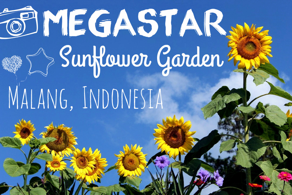 1. Taman Bunga Matahari Bantul di Dekat Pantai Samas, 2. Pernah Dengar Taman Dewari Magelang?, 3. Kediri juga Punya Taman Bunga Matahari lho!, 4. Beejay Bakau Juga Dikenal dengan Bunga Mataharinya, 5. Jangan Lupakan Taman Bunga Matahari Megastar Malang, 6. Taman Bunga Matahari di Pesisir Pantai Glagah, 7. Taman Bunga Matahari di Boyolali, 8. Taman Bunga Matahari di Banyumas, 9. Sky Garden Paris Van Java Bandung, 10. Watu Goyang Dlingo, 11. Gunung Api Purba, 12. Karangmalang Sragen, 13. Taman Bunga Nusantara Cianjur