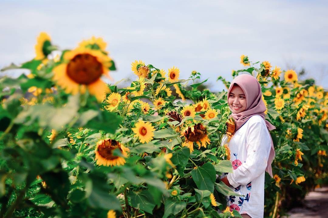 Taman Bunga Matahari di Bantul via @fandiryan, 1. Taman Bunga Matahari Bantul di Dekat Pantai Samas, 2. Pernah Dengar Taman Dewari Magelang?, 3. Kediri juga Punya Taman Bunga Matahari lho!, 4. Beejay Bakau Juga Dikenal dengan Bunga Mataharinya, 5. Jangan Lupakan Taman Bunga Matahari Megastar Malang, 6. Taman Bunga Matahari di Pesisir Pantai Glagah, 7. Taman Bunga Matahari di Boyolali, 8. Taman Bunga Matahari di Banyumas, 9. Sky Garden Paris Van Java Bandung, 10. Watu Goyang Dlingo, 11. Gunung Api Purba, 12. Karangmalang Sragen, 13. Taman Bunga Nusantara Cianjur