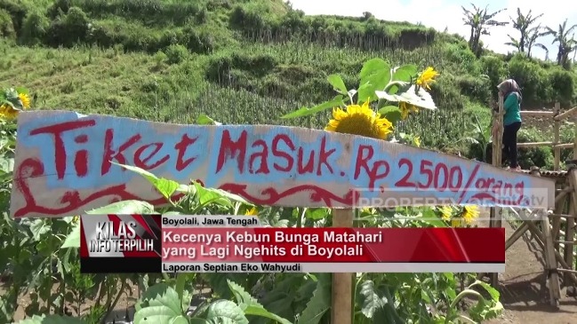 Taman Bunga Matahari di Boyolali via Youtube, 1. Taman Bunga Matahari Bantul di Dekat Pantai Samas, 2. Pernah Dengar Taman Dewari Magelang?, 3. Kediri juga Punya Taman Bunga Matahari lho!, 4. Beejay Bakau Juga Dikenal dengan Bunga Mataharinya, 5. Jangan Lupakan Taman Bunga Matahari Megastar Malang, 6. Taman Bunga Matahari di Pesisir Pantai Glagah, 7. Taman Bunga Matahari di Boyolali, 8. Taman Bunga Matahari di Banyumas, 9. Sky Garden Paris Van Java Bandung, 10. Watu Goyang Dlingo, 11. Gunung Api Purba, 12. Karangmalang Sragen, 13. Taman Bunga Nusantara Cianjur