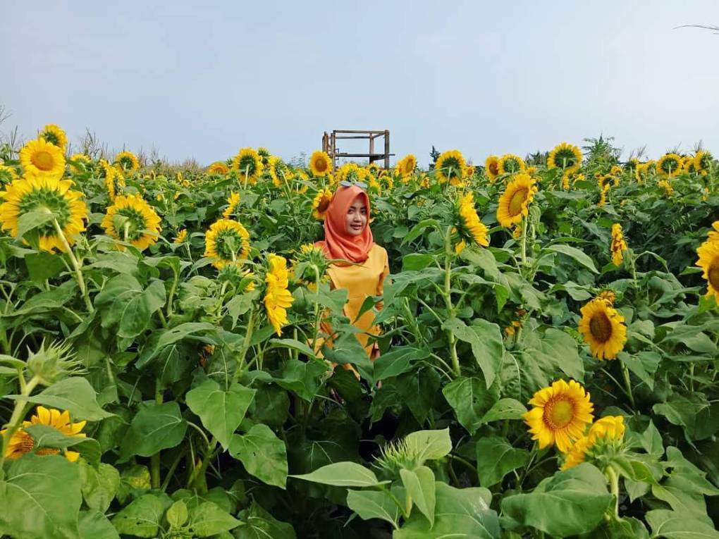 1. Taman Bunga Matahari Bantul di Dekat Pantai Samas, 2. Pernah Dengar Taman Dewari Magelang?, 3. Kediri juga Punya Taman Bunga Matahari lho!, 4. Beejay Bakau Juga Dikenal dengan Bunga Mataharinya, 5. Jangan Lupakan Taman Bunga Matahari Megastar Malang, 6. Taman Bunga Matahari di Pesisir Pantai Glagah, 7. Taman Bunga Matahari di Boyolali, 8. Taman Bunga Matahari di Banyumas, 9. Sky Garden Paris Van Java Bandung, 10. Watu Goyang Dlingo, 11. Gunung Api Purba, 12. Karangmalang Sragen, 13. Taman Bunga Nusantara Cianjur