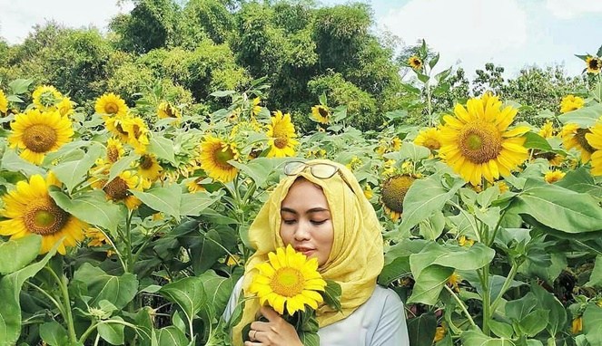 1. Taman Bunga Matahari Bantul di Dekat Pantai Samas, 2. Pernah Dengar Taman Dewari Magelang?, 3. Kediri juga Punya Taman Bunga Matahari lho!, 4. Beejay Bakau Juga Dikenal dengan Bunga Mataharinya, 5. Jangan Lupakan Taman Bunga Matahari Megastar Malang, 6. Taman Bunga Matahari di Pesisir Pantai Glagah, 7. Taman Bunga Matahari di Boyolali, 8. Taman Bunga Matahari di Banyumas, 9. Sky Garden Paris Van Java Bandung, 10. Watu Goyang Dlingo, 11. Gunung Api Purba, 12. Karangmalang Sragen, 13. Taman Bunga Nusantara Cianjur