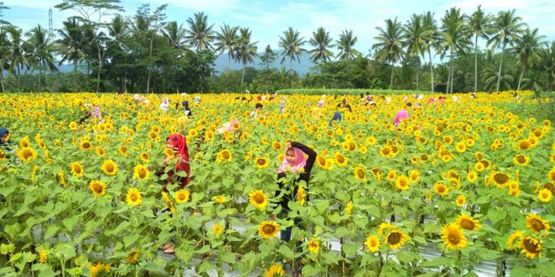 Taman Dewari Magelang via Kompas, 1. Taman Bunga Matahari Bantul di Dekat Pantai Samas, 2. Pernah Dengar Taman Dewari Magelang?, 3. Kediri juga Punya Taman Bunga Matahari lho!, 4. Beejay Bakau Juga Dikenal dengan Bunga Mataharinya, 5. Jangan Lupakan Taman Bunga Matahari Megastar Malang, 6. Taman Bunga Matahari di Pesisir Pantai Glagah, 7. Taman Bunga Matahari di Boyolali, 8. Taman Bunga Matahari di Banyumas, 9. Sky Garden Paris Van Java Bandung, 10. Watu Goyang Dlingo, 11. Gunung Api Purba, 12. Karangmalang Sragen, 13. Taman Bunga Nusantara Cianjur