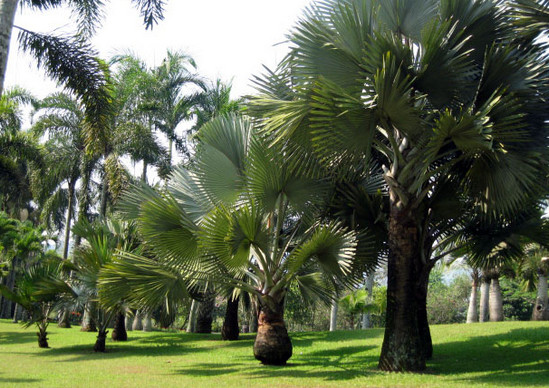 Taman Palem via tamanbunganusantara, Asal Mula Taman Bunga Nusantara, Merupakan Ladang Percobaan di Bidang Bunga, Luasnya Mencapai Puluhan Hektar, Rute untuk Menuju Taman Bunga Nusantara, Peta Taman Bunga Nusantara      Tiketnya Ramah Kantong, Berbagai Wisata yang ada di dalam Taman Bunga Nusantara, Terdapat Beberapa Landmark Andalan, Ada Penginapannya Juga kok!, Fasilitas di Taman Bunga Nusantara