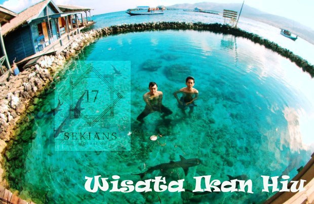 Bermain dengan Hiu di Pulau Serangan via 17sekians