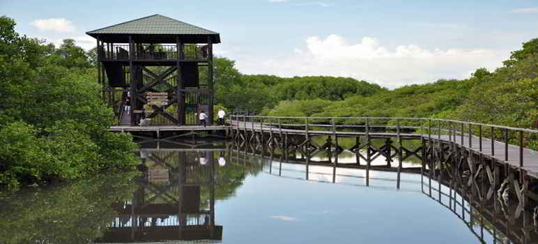 Hutan Mangrove Bali