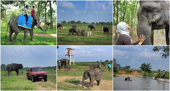 Resort Way Kanan Taman Nasional Way Kambas via Eloratour, Sejarah Way Kambas, Lokasi dan Rute Menuju Way Kambas, #Harga Tiket Masuk Way Kambas, #Daya Tarik Way Kambas, #Fasilitas yang Tersedia di Way Kambas, #Wahana Wisata Taman Nasional Way Kambas, #Tips untuk Pengunjung Way Kambas, #Penginapan Taman Nasional Way Kambas
