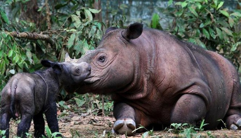 Rhino Sanctuary Taman Nasional Way Kambas, Sejarah Way Kambas, Lokasi dan Rute Menuju Way Kambas, #Harga Tiket Masuk Way Kambas, #Daya Tarik Way Kambas, #Fasilitas yang Tersedia di Way Kambas, #Wahana Wisata Taman Nasional Way Kambas, #Tips untuk Pengunjung Way Kambas, #Penginapan Taman Nasional Way Kambas