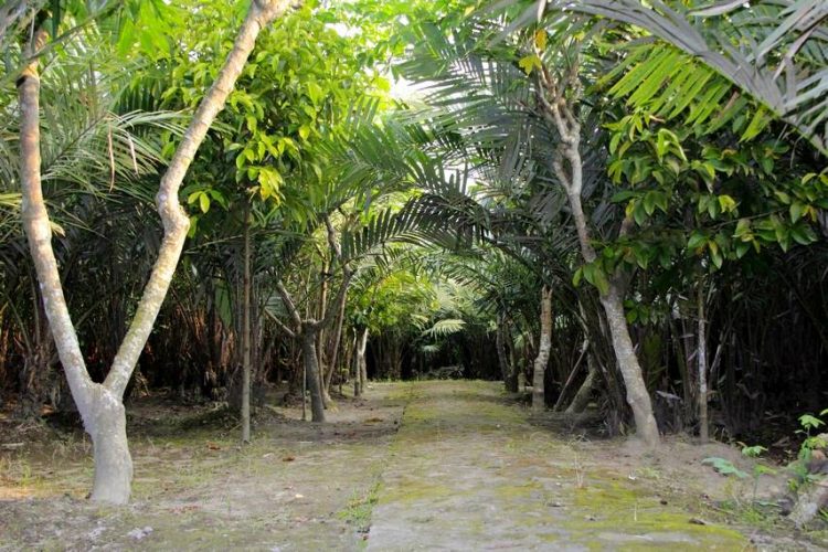 Agrowisata Salak Pondoh Bangunkerto via Indonesia Kaya, 1. Candi Prambanan, 2. Candi Ratu Boko, 3. Candi Kalasan, 4. Candi Ijo, 5. Candi Sari, 6. Desa Wisata Kaliurang, 7. Sendratari Ramayana, 8. Objek Wisata Monumen Jogja Kembali (Monjali), 9. Museum Affandi, 10. Objek Wisata Kali Kuning, 11. Museum Gunung Merapi, 12. Museum Ullen Sentalu, 13. Kinahrejo, 14. Goa Jepang, 15. Blue Lagoon Jogja, 16. Jogja Bay Waterpark, 17. Kampung Teletubbies, 18. Batu Alien Cangkringan, 19. Stonehenge Cangkringan, 20. Bukit Klangon Merapi, 21. Tebing Breksi, 22. Trans Studio Mini Jogja, 23. Tlogo Putri Kaliurang, 24. Lava Tour Merapi, 25. Lava Bantal, 26. Omah Salak Sleman, 27. Upside Down World, 28. Taman Pelangi, 29. Green Kayen, 30. Sindu Kusuma Edupark, 31. Tlogo Muncar Kaliurang, 32. Candi Banyunibo, 33. Candi Sambisari, 34. The World Landmarks Merapi Park, 35. Spot Riyadi, 36. Kids Fun Park, 37. Taman Gardu Pandang Kaliurang, 38. Agrowisata Bhumi Merapi, 39. Candi Abang, 40. Museum Mini Sisa Hartaku, 41. Candi Barong, 42. Candi Kimpulan, 43. The Lost World Castle, 44. Bunker Kaliadem Merapi, 45. Embung Tambakboyo, 46. Obelix Hills, 47. Grojogan Watu Purbo, 48. Plunyon Kalikuning, 49. Bukit Turgo, 50. Teras Merapi, 51. Omah Petroek, 52. Sabo Bronggang, 53. Watu Tapak, 54. Studio Alam Gamplong, 55. Kampung Flory, 56. Ledok Sambi, 57. Puri Mataram, 58. Jogja Exotarium, 59. Taman Lampion Kaliurang, 60. Desa Wisata Gabugan, 61. Agrowisata Salak Pondoh Bangunkerto, 62. Desa Wisata Pentingsari, 63. Desa Wisata Kembang Arum, 64. Desa Wisata Kelor, 65. Desa Wisata Pulesari, 66. Kampung Mina Padi Samberembe, 67. Alamanda Jogja Flowers Garden