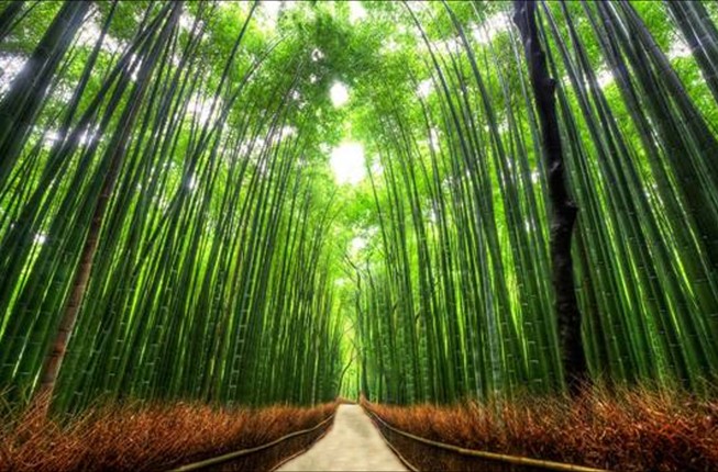 Hutan Sagano Jepang via dsecik, Sejarah Lokasi Hutan Bambu, Cara Sampai ke Wisata Hutan Bambu, Fasilitas yang Tersedia Disana, Bak Hutan Sagano Jepang, Wisata Menarik di Dekat Hutan Bambu