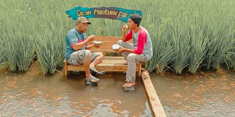 Kampung Mina Padi Samberembe via Jogya, 1. Candi Prambanan, 2. Candi Ratu Boko, 3. Candi Kalasan, 4. Candi Ijo, 5. Candi Sari, 6. Desa Wisata Kaliurang, 7. Sendratari Ramayana, 8. Objek Wisata Monumen Jogja Kembali (Monjali), 9. Museum Affandi, 10. Objek Wisata Kali Kuning, 11. Museum Gunung Merapi, 12. Museum Ullen Sentalu, 13. Kinahrejo, 14. Goa Jepang, 15. Blue Lagoon Jogja, 16. Jogja Bay Waterpark, 17. Kampung Teletubbies, 18. Batu Alien Cangkringan, 19. Stonehenge Cangkringan, 20. Bukit Klangon Merapi, 21. Tebing Breksi, 22. Trans Studio Mini Jogja, 23. Tlogo Putri Kaliurang, 24. Lava Tour Merapi, 25. Lava Bantal, 26. Omah Salak Sleman, 27. Upside Down World, 28. Taman Pelangi, 29. Green Kayen, 30. Sindu Kusuma Edupark, 31. Tlogo Muncar Kaliurang, 32. Candi Banyunibo, 33. Candi Sambisari, 34. The World Landmarks Merapi Park, 35. Spot Riyadi, 36. Kids Fun Park, 37. Taman Gardu Pandang Kaliurang, 38. Agrowisata Bhumi Merapi, 39. Candi Abang, 40. Museum Mini Sisa Hartaku, 41. Candi Barong, 42. Candi Kimpulan, 43. The Lost World Castle, 44. Bunker Kaliadem Merapi, 45. Embung Tambakboyo, 46. Obelix Hills, 47. Grojogan Watu Purbo, 48. Plunyon Kalikuning, 49. Bukit Turgo, 50. Teras Merapi, 51. Omah Petroek, 52. Sabo Bronggang, 53. Watu Tapak, 54. Studio Alam Gamplong, 55. Kampung Flory, 56. Ledok Sambi, 57. Puri Mataram, 58. Jogja Exotarium, 59. Taman Lampion Kaliurang, 60. Desa Wisata Gabugan, 61. Agrowisata Salak Pondoh Bangunkerto, 62. Desa Wisata Pentingsari, 63. Desa Wisata Kembang Arum, 64. Desa Wisata Kelor, 65. Desa Wisata Pulesari, 66. Kampung Mina Padi Samberembe, 67. Alamanda Jogja Flowers Garden
