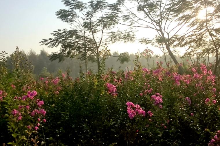Taman Sakura Sukolilo Surabaya, Sejarah Lokasi Hutan Bambu, Cara Sampai ke Wisata Hutan Bambu, Fasilitas yang Tersedia Disana, Bak Hutan Sagano Jepang, Wisata Menarik di Dekat Hutan Bambu