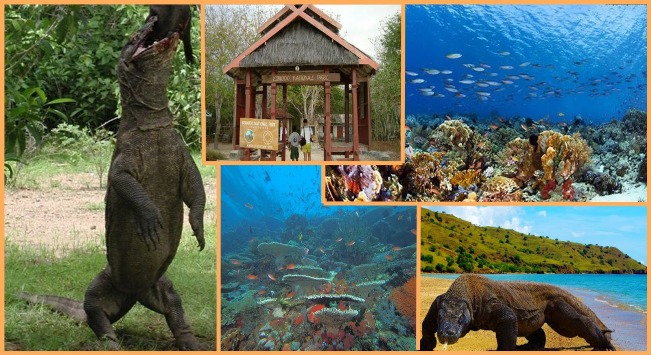 Wonderful Pulau Komodo via Dampangsalenrang, Fakta Seputar Komodo & Pulau Komodo, Akses Menuju Lokasi Wisata, Harga Tiket Masuk Pulau Komodo, Fasilitas yang Tersedia, Daya Tarik Pulau Komodo, Keindahan Pulau Komodo, Penginapan di Wisata Pulau Komodo