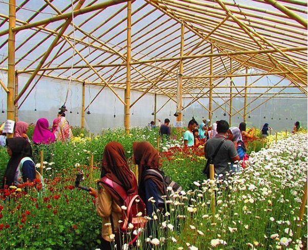 Green House Sri Tani Lestari via @kurtsani, 1. Pantai Ujung Negoro Batang, 2. Pantai Celong, 3. Pantai Jodo Gringsing Batang, 4. Pantai Sigandu Batang – Safari Beach Jateng, 5. Kebun Teh Pagilaran Batang, 6. Curug Sijeglong, 7. Curug Agung Batang, 8. Curug Bidadari, 9. Curug Sodong, 10. Curug Genting Blado, 11. Rivertubing di Kali Lampir, 12. Telaga Dringo Batang, 13. Pemandian Air Panas Sangu Banyu, 14. Agrowisata Salak Sodong Batang, 15. Taman Budaya dan Rekreasi Kramat, 16. Batang Dolphin Center, 17. Ecopark Bandar, 18. Desa Wisata Pranten, 19. Goa Jepang (Tutup), 20. Tubing Pandansari Batang, 21. Pantai Pelabuhan Perikanan Batang, 22. Pantai Buntu – Pantai Jodo, 23. Batu Gamelan Batang, 24. Agrowisata Selopajang Timur, 25. Puncak Patran, 26. Wisata Alam Sikembang, 27. Curug Gombong, 28. Curug Botoh, 29. Curug Kanoman, 30. Green House Sri Tani Lestari – Taman Bunga Krisan, 31. Rumah Pohon Tombo (Tutup), 32. Curug Sipitung, 33. Curug Lojahan, 34. Pantai Sicepit – Pantai Segolok, 35. Jembatan Buntu Sengon, 36. Wana Wisata Polowono, 37. Pandang Sri Gunung, 38. Curug Sidangkrong, 39. Hutan Kota Rajawali Batang