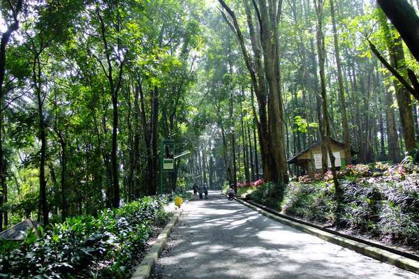 Hutan Kota Jombang via Panduanwisata