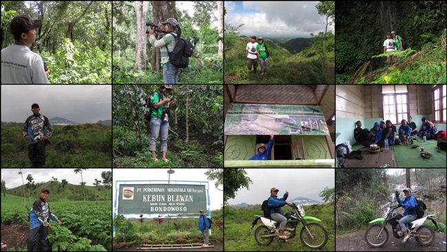 `Perkebunan Kopi Kayu Mas via Imexplorer, 1. Taman Nasional Baluran, 2. Pantai Pasir Putih Situbondo, 3. Pantai Bletok, 4. Pantai Lempuyang, 5. Pantai Tangsi, 6. Pantai Keperan, 7. Pantai Pathek, 8. Pantai Tampora Situbondo, 9. Pantai Balanan, 10. Pantai Banongan, 11. Pantai Bama, 12. Wisata Kampung Blekok, 13. Pantai sejile, 14. Pantai Firdaus Banongan, 15. Bekol Savana TN Baluran, 16. Air Terjun Setancak, 17. Air Terjun Talempong, 18. Alun – Alun Situbondo, 19. Rumah Residen Besuki, 20. Puncak Ringgit, 21. Pabrik Gula Olean, 22. Monumen 1000 Km Anyer Panarukan, 23. Arung Jeram Samir Situbondo, 24. Perkebunan Kopi Kayu Mas, 25. Padang Savana Situbondo, 26. Pelabuhan Rakyat Panarukan, 27. Taman Asembagus, 28. Kolam Renang Tirta Pandawa Situbondo, 29. Pelabuhan Jangkar Situbondo, 30. Waduk Curah Cottok Situbondo, 31. Gunung Argopura, 32. Kelenteng Poo Tong Biaw Situbondo, 33. Pantai Pasir Hitam Banongan, 34. Pantai Pandean, 35. Waduk Bajulmati, 36. Bukit Cappore, 37. Pantai Bilik Situbondo, 38. Puncak Rengganis Argopuro Situbondo, 39. Padang Rumput Sikasur