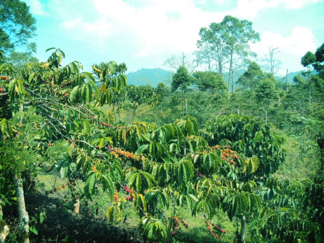 Kebun Kopi Jolong via Netizenia, 1. Pantai Banyutowo, 2. Hutan Mangrove Pantai Sambilawang Pati, 3. Alun-alun Simpang Lima Pati, 4. Pulau Seprapat, 5. Waduk Gunung Rowo Pati, 6. Waduk Seloromo, 7. Pati Night Carnival, 8. Juwana Water Fantasy, 9. Klating Pucakwangi, 10. Kebun Kopi Jolong, 11. Situs Bersejarah Candi Kayen, 12. Goa Wareh, 13. Sendang Sani Pati, 14. Air Terjun Grenjengan Jolong, 15. Air Terjun Tadah Hujan Pati, 16. Makam Syekh Mutamakkin, 17. Makam Syekh Jangkung Saridin, 18. Wisata Industri PT. Dua Kelinci, 19. Desa Wisata Pemancingan Talun, 20. Pintu Gerbang Majapahit, 21. Petilasan Kadipaten Pati Genuk Kemiri, 22. Goa Pancur, 23. Lorodan Semar, 24. Kran Air Raksasa Melayang, 25. Vihara Gunung Wungkul, 26. Bumi Perkemahan Regaloh, 27. Air Terjun Selonatah, 28. Air Terjun Tretes Tlogowungu, 29. Haul Sunan Prawoto, 30. Hutan Kota Kalidoro, 31. Air Terjun Grenjengan Sewu, 32. Bukit Pandang Duren Sawit, 33. Hutan Pinus Pangonan, 34. Sego Gandul, 35. Sego Tewel Tambak Romo