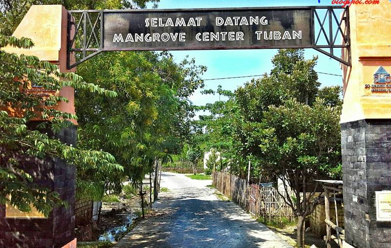 Mangrove Center via travpacker, 1. Pantai Pasir Putih Remen, 2. Pantai Kelapa Tuban, 3. Pantai Boom, 4. Air Terjun Nglirip, 5. Pantai Cemara, 6. Pantai Sowan Tuban, 7. Goa Ngerong Tuban, 8. Goa Akbar, 9. Pemandian Bektiharjo Tuban, 10. Pemandian Air Panas Prataan Tuban, 11. Alun-alun Tuban, 12. Makam Sunan Bonang, 13. Mangrove Center, 14. Klenteng Kwan Sing Bio, 15. Wisata Pelang, 16. Wisata Sendang Asmoro, 17. Masjid Agung Tuban, 18. TAMAN SLEKO, 19. WISATA SILOWO MERAKURAK, 20. Mata Air Krawak, 21. Air Terjun Banyulangse, 22. Goa Suci Tuban, 23. Goa Kancing Tuban, 24. Watu Ondo Tuban, 25. Museum Kambang Putih, 26. Pondok Pesantren Perut Bumi Al – Maghribi, 27. Perum Perhutani KPH Jatirogo, 28. Wisata Tebing Pelangi, 29. Air Terjun Sanggrahan, 30. Air Terjun Wukirharjo, 31. Pantai Socorejo, 32. Kambang Putih Tuban Park, 33. Taman Hutan Kota Tuban, 34. Sendang Wangi, 35. Pantai Surindah, 36. Tanazawi Agriculture EduPark & Leisure – Kebun Durian, 37. Goa Putri Asih, 38. Air Terjun Lembah Bongok Tuban, 39. Bukit Trantang, 1. Garang Asem, 2. Belut Goreng Ala Tuban