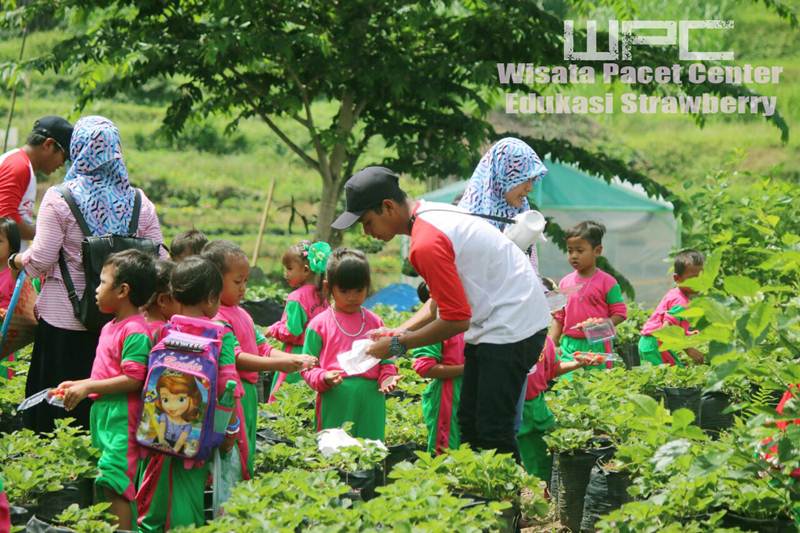 Strawberry Farm Pacet, 1. Wisata Sawah Sumber Gempong, 2. Bernah De Vallei, 3. Waterland Mojokerto, 4. Candi Bajang Ratu, 5. Candi Brahu, 6. Candi Tikus, 7. Candi Wringin Lawang, 8. Kolam Segaran, 9. Museum Trowulan, 10. Mahavihara Majapahit, 11. Patung Buddha Tidur, 12. Pendopo Agung Trowulan, 13. Air Terjun Coban Canggu, 14. Air Terjun Dlundung Mojokerto, 15. Pacet Mini Park Mojokerto, 16. Joglo Park Mojokerto, 17. Candi Jolotundo, 18. Klurak Eco Park, 19. Puncak Bayangan Gunung Penanggungan, 20. Pemandian Air Panas Padusan, 21. Air Terjun Grenjengan, 22. Api Abadi Mojokerto, 23. Bukit Watu Jengger, 24. Claket Adventure Park, 25. Air Terjun 7 Bidadari, 26. Pacet Hill, 27. Air Terjun Duyung Trawas Hill, 28. Fresh Green Trawas, 29. PPLH Seloliman Trawas, 30. Obech Rafting Pacet, 31. Sumber Wuluh, 32. Air Terjun Watu Ondo, 33. Alun-alun Mojokerto, 34. Wisata Desa BMJ Mojopahit, 35. Wisata Bukit Kayoe putih, 36. Taman Semeru, 37. Ranu Manduro, 38. Wisata Waduk Tanjungan, 39. Taman Kehati, 40. Reco Banteng Hayam Wuruk, 41. Benteng Taman, 42. Air Terjun Watu Gedhek, 43. Coban Talun, 44. Wisata Sumber Dhuwur Sidorejo, 45. Rainbow Garden Poetoek Soeko, 46. MOLAGAR, 47. WET SENDI 2, 48. Situs Siti Inggil, 49. Balai Pelestarian Cagar Budaya, 50. Wanawisata Dlundung, 51. Candi Kesiman, 52. Candi Bangkal, 53. Museum Sanggar Gubug Wayang, 54. Air Terjun Surodadu, 55. Petik Strawberry Padusan, 56. Gua gembyang, 57. Candi Jedong, 58. Air Terjun Watu Lumpang, 59. Situs Reco Lanang, 60. Pemandian Ubalan, 61. Makam Troloyo