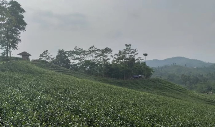 Agrowisata Kebun Teh Cikuya via Satubanten, 1. Gua Maria Bukit Kanada, 2. Alun-Alun Rangkasbitung, 3. Museum Multatuli, 4. Balong Ranca Lentah, 5. Curug Sata, 6. Masjid Agung Al-Araf Rangkasbitung, 7. Pantai Karang Bokor, 8. Pantai Ciantir, 9. Pantai Tanjung Layar, 10. Curug Munding, 11. Perpustakaan Saidjah Adinda, 12. Rafting di Sungai Ciberang Rangkasbitung, 13. Vihara Rangkasbitung, 14. Wisata Kuliner Sate Bandeng, 15. Agrowisata Kebun Teh Cikuya, 16. Curug Kanteh, 17. Curug Cihear, 18. Wisata Air Panas Senang hati, 19. Pantai Goa Langir Sawarna, 20. Curug Kumpay, 21. Kupat Tahu khas Rangkasbitung