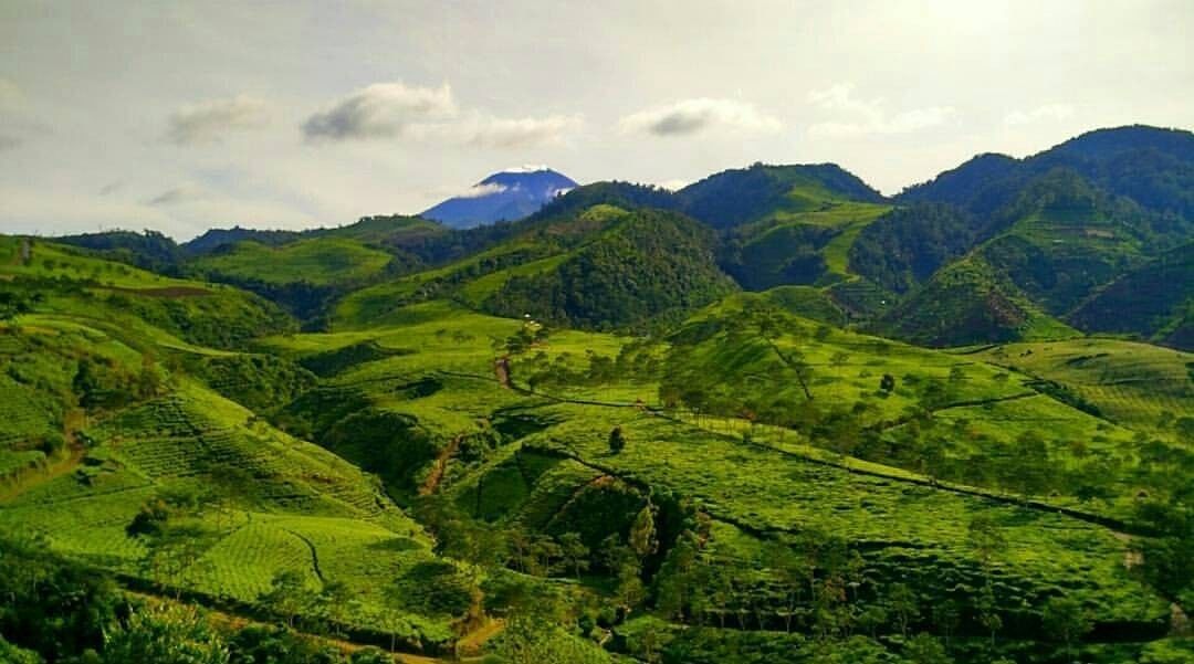 Agrowisata Kebun Teh Kali Gua via @explore_brebes, 1. Waduk Penjalin, 2. Hutan Mangrove Kaliwlingi, 3. Pantai Randusanga / Randusongo, 4. Agrowisata Besaran, 5. Wisata Pasir Gibug, 6. Masjid Agung Brebes, 7. Kalibaya Park, 8. Pabrik Gula Jatibarang, 9. Taman Edukasi, 10. Curug Putri, 11. Kebun Teh Kali Gua, 12. Candi Pangkuan, 13. Air Terjun Ranto Canyon, 14. Kampung Budaya Dusun Jalaswatu, 15. Pemandian Air Panas Tirta Husada, 16. Pemandian Air Panas Cipanas Buaran, 17. Ciblon Waterboom, 18. Bukit Cawiri, Dadablangan Malahayu, 19. Waduk Malahayu, 20. Cagar Alam Telaga Ranjeng, 21. Bukit Panenjoan, 22. Bukit AADT yang Menawan , 23. Bukit Baper yang Menawan , 24. Puncak Sakub, 25. Alun – Alun Brebes, 26. Pulau Hantu Sigempol, 27. Bukit Bintang Capar yang eksotik, 28. Gunung Gora, 29. Curug Cantel, 30. Kebon Gedhang, 31. Bukit Gerdesy – Taman Gerdesty Cilibur, 32. Pulau Cemara Sawojajar Brebes, 33. Gunung Nyapa, 34. Curug Awu, 35. Curug Panyusuhan, 37. Curug Rambukasang yang tersembunyi, 38. Curug Lebak Beber Wetan