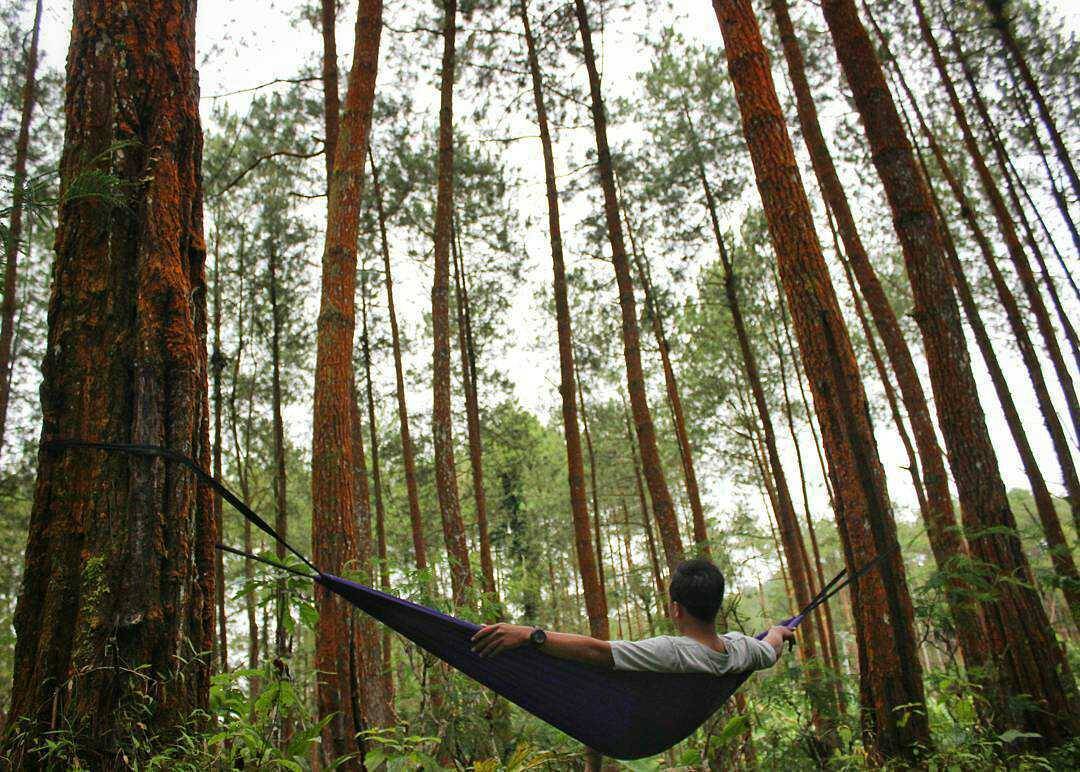 Hutan Pinus Girimulyo via @arifsejati_, 1. Kalibiru, 2. Waduk Sermo, 3. Gunung Ijo, 4. Puncak Suroloyo, 5. Kebun Teh Nglinggo, 6. Puncak Gunung Lanang, 7. Waduk Mini Kleco, 8. Goa Kiskendo, 9. Kedung Pedut, 10. Air Terjun Sidoharjo, 11. Air Terjun Grojogan Sewu, 12. Pantai Glagah, 13. Pantai Trisik, 14. Pantai Congot, 15. Wildlife Rescue Center, 16. Puncak Widosari, 17. Arung Jeram Sungai Progo, 18. Air Terjun Kembangsoka, 19. Goa Sriti Kulon Progo, 20. Hutan Mangrove Pantai Congot, 21. Goa Kebon Krembangan, 22. Pantai Bugel, 23. Bendungan Ancol, 24. Bukit Isis Kulon Progo, 25. Taman Sungai Mudal, 26. Air Terjun Setawing, 27. Pantai Pasir Kadilangu, 28. Embung Banjaroya, 29. Puncak Dipowono Kulon Progo, 30. Wisata Hutan Mangrove Jembatan Api-api, 31. Hutan Pinus Girimulyo, 32. Bendung Kayangan, 33. Kebun Bunga Krisan Gerbosari, 34. Rafting Kalibawang, 35. Bukit Cendana, 36. Air Terjun Kedung Ingas, 37. Kedung Bendo, 38. Pule Payung, 39. Bukit Jangkang, 40. Tebing Gunung Gajah, 42. Puncak Kuda Sembrani, 43. Ayunan Langit Watu Jaran, 44. Curug Siluwok, 45. Gunung Kukusan