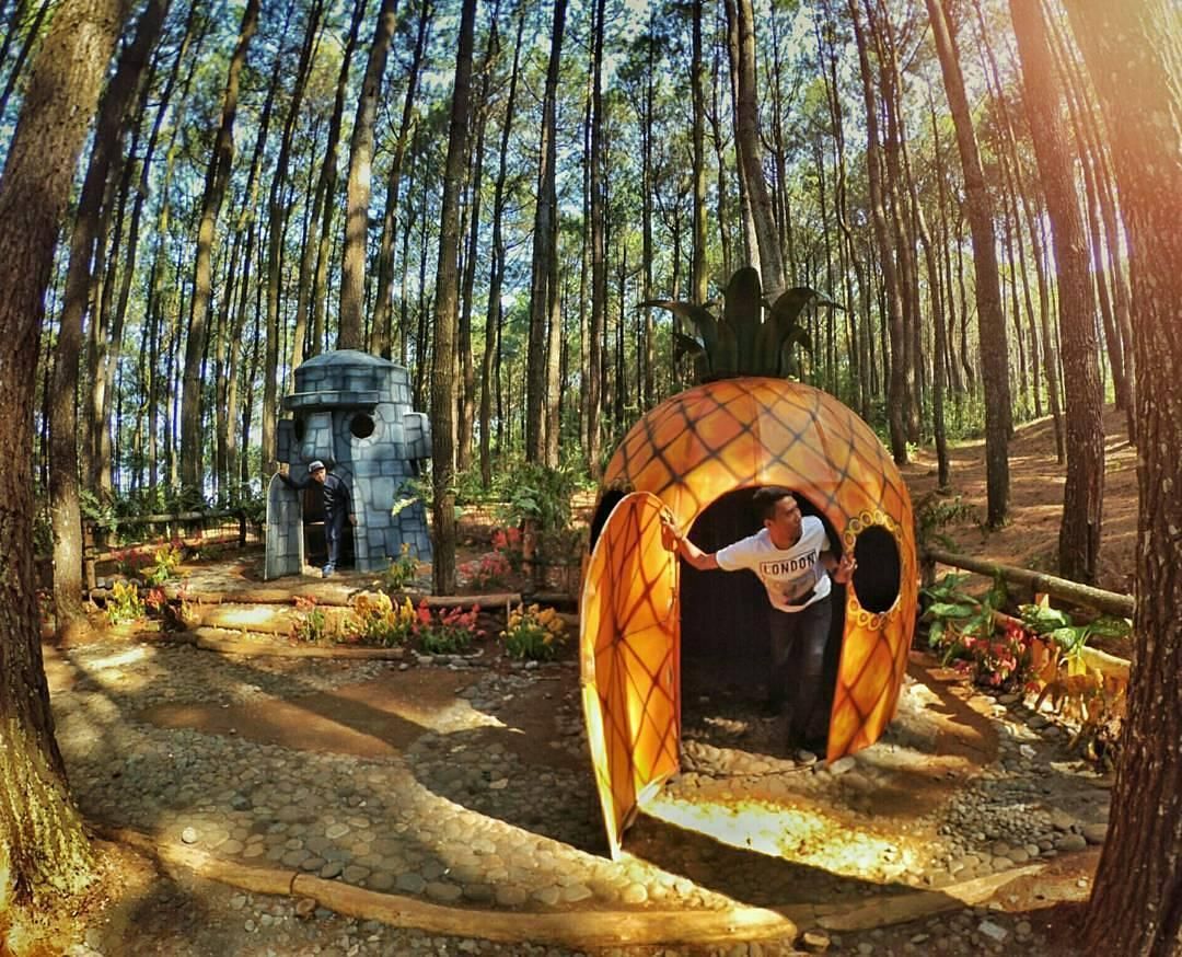 Hutan Pinus Kandangan via pinterestcom