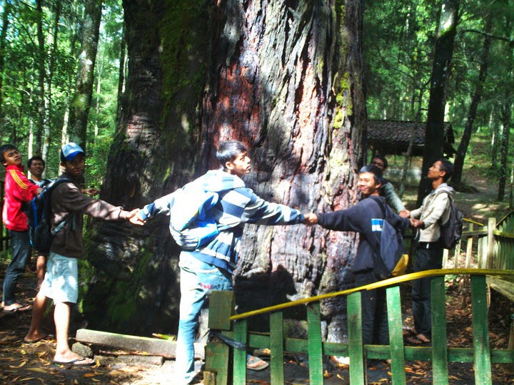 Hutan Walitis via tani-temanggung.blogspot.com