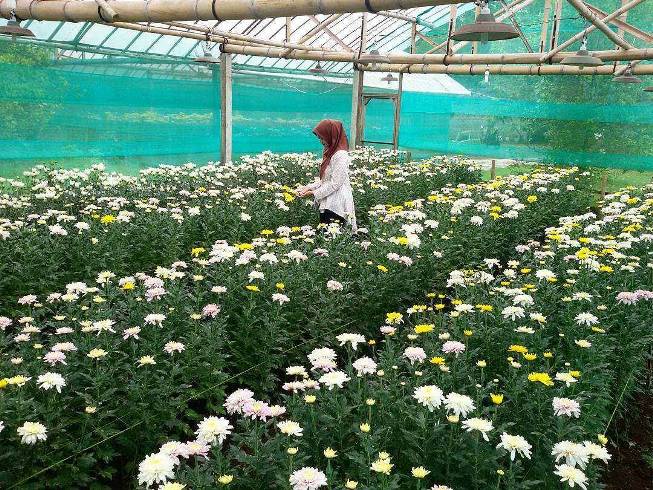 Kebun Bunga Krisan Gerbosari via @desimlysr, 1. Kalibiru, 2. Waduk Sermo, 3. Gunung Ijo, 4. Puncak Suroloyo, 5. Kebun Teh Nglinggo, 6. Puncak Gunung Lanang, 7. Waduk Mini Kleco, 8. Goa Kiskendo, 9. Kedung Pedut, 10. Air Terjun Sidoharjo, 11. Air Terjun Grojogan Sewu, 12. Pantai Glagah, 13. Pantai Trisik, 14. Pantai Congot, 15. Wildlife Rescue Center, 16. Puncak Widosari, 17. Arung Jeram Sungai Progo, 18. Air Terjun Kembangsoka, 19. Goa Sriti Kulon Progo, 20. Hutan Mangrove Pantai Congot, 21. Goa Kebon Krembangan, 22. Pantai Bugel, 23. Bendungan Ancol, 24. Bukit Isis Kulon Progo, 25. Taman Sungai Mudal, 26. Air Terjun Setawing, 27. Pantai Pasir Kadilangu, 28. Embung Banjaroya, 29. Puncak Dipowono Kulon Progo, 30. Wisata Hutan Mangrove Jembatan Api-api, 31. Hutan Pinus Girimulyo, 32. Bendung Kayangan, 33. Kebun Bunga Krisan Gerbosari, 34. Rafting Kalibawang, 35. Bukit Cendana, 36. Air Terjun Kedung Ingas, 37. Kedung Bendo, 38. Pule Payung, 39. Bukit Jangkang, 40. Tebing Gunung Gajah, 42. Puncak Kuda Sembrani, 43. Ayunan Langit Watu Jaran, 44. Curug Siluwok, 45. Gunung Kukusan