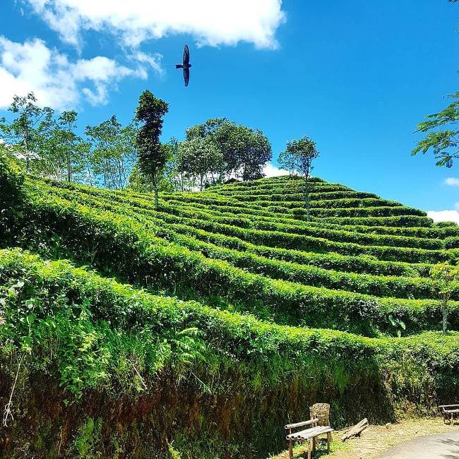 Kebun Teh Nglinggo via @wisatakulonprogoid, 1. Kalibiru, 2. Waduk Sermo, 3. Gunung Ijo, 4. Puncak Suroloyo, 5. Kebun Teh Nglinggo, 6. Puncak Gunung Lanang, 7. Waduk Mini Kleco, 8. Goa Kiskendo, 9. Kedung Pedut, 10. Air Terjun Sidoharjo, 11. Air Terjun Grojogan Sewu, 12. Pantai Glagah, 13. Pantai Trisik, 14. Pantai Congot, 15. Wildlife Rescue Center, 16. Puncak Widosari, 17. Arung Jeram Sungai Progo, 18. Air Terjun Kembangsoka, 19. Goa Sriti Kulon Progo, 20. Hutan Mangrove Pantai Congot, 21. Goa Kebon Krembangan, 22. Pantai Bugel, 23. Bendungan Ancol, 24. Bukit Isis Kulon Progo, 25. Taman Sungai Mudal, 26. Air Terjun Setawing, 27. Pantai Pasir Kadilangu, 28. Embung Banjaroya, 29. Puncak Dipowono Kulon Progo, 30. Wisata Hutan Mangrove Jembatan Api-api, 31. Hutan Pinus Girimulyo, 32. Bendung Kayangan, 33. Kebun Bunga Krisan Gerbosari, 34. Rafting Kalibawang, 35. Bukit Cendana, 36. Air Terjun Kedung Ingas, 37. Kedung Bendo, 38. Pule Payung, 39. Bukit Jangkang, 40. Tebing Gunung Gajah, 42. Puncak Kuda Sembrani, 43. Ayunan Langit Watu Jaran, 44. Curug Siluwok, 45. Gunung Kukusan