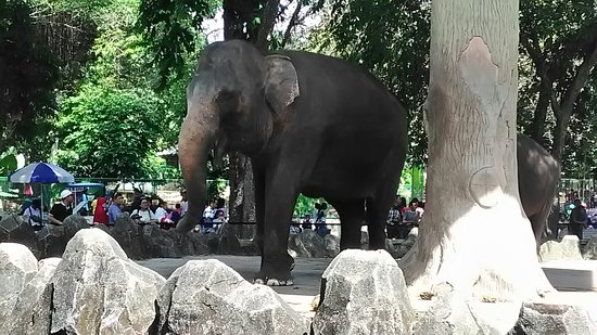 Gajah di Kebun Binatang Ragunan via tripadvisor, Alamat Kebun Binatang Ragunan, Mengenal Tentang Kebun Binatang, Sejarah Kebun Binatang Ragunan Jakarta, Koleksi Hewan di Kebun Binatang Ragunan, Fasilitas di Kebun Binatang Ragunan Jakarta, Tips Liburan ke Kebun Binatang Ragunan