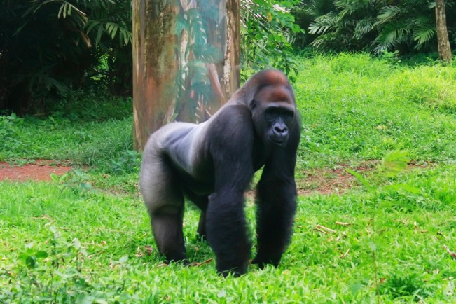 Gorilla Afrika via Indonesiakayacom, Sejarah Kebun Binatang Ragunan, Informasi Dasar Kebun Binatang Ragunan, Rute Menuju Kebun Binatang Ragunan, Harga Tiket Masuk Ragunan Terbaru, Wahana Wisata Kebun Binatang Ragunan, Tips dan Saran Mengunjungi Ragunan