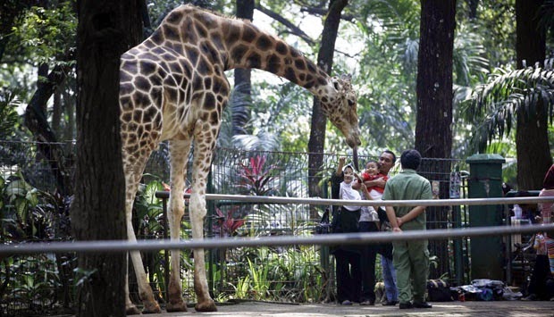 Jerapah via reportasehargacom, Sejarah Kebun Binatang Ragunan, Informasi Dasar Kebun Binatang Ragunan, Rute Menuju Kebun Binatang Ragunan, Harga Tiket Masuk Ragunan Terbaru, Wahana Wisata Kebun Binatang Ragunan, Tips dan Saran Mengunjungi Ragunan