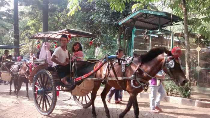 Kuda Bendi via Tribunnews, Alamat Kebun Binatang Ragunan, Mengenal Tentang Kebun Binatang, Sejarah Kebun Binatang Ragunan Jakarta, Koleksi Hewan di Kebun Binatang Ragunan, Fasilitas di Kebun Binatang Ragunan Jakarta, Tips Liburan ke Kebun Binatang Ragunan